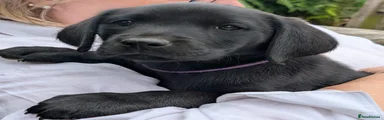 Labrador Retriever 2