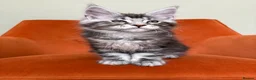 Maine Coon cats for sale: Champion bloodlines✨Breathtaking Maine Coon beauty - Advert 24