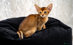 Abyssinian cats for sale: Vanilla Boy-Exceptional Abyssinian-Champion line - Advert 16