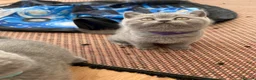 British Shorthair cats for sale: GCCF reg/British Shorthair kittens - Advert 5
