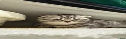 Scottish Fold cats for sale: Adorable Scottish fold kittens for sale🐾 - Advert 4