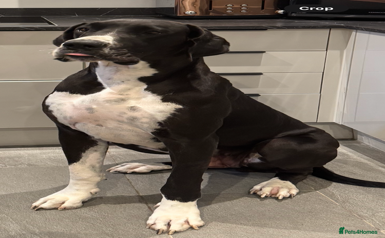 Great Dane dogs - Advert 3