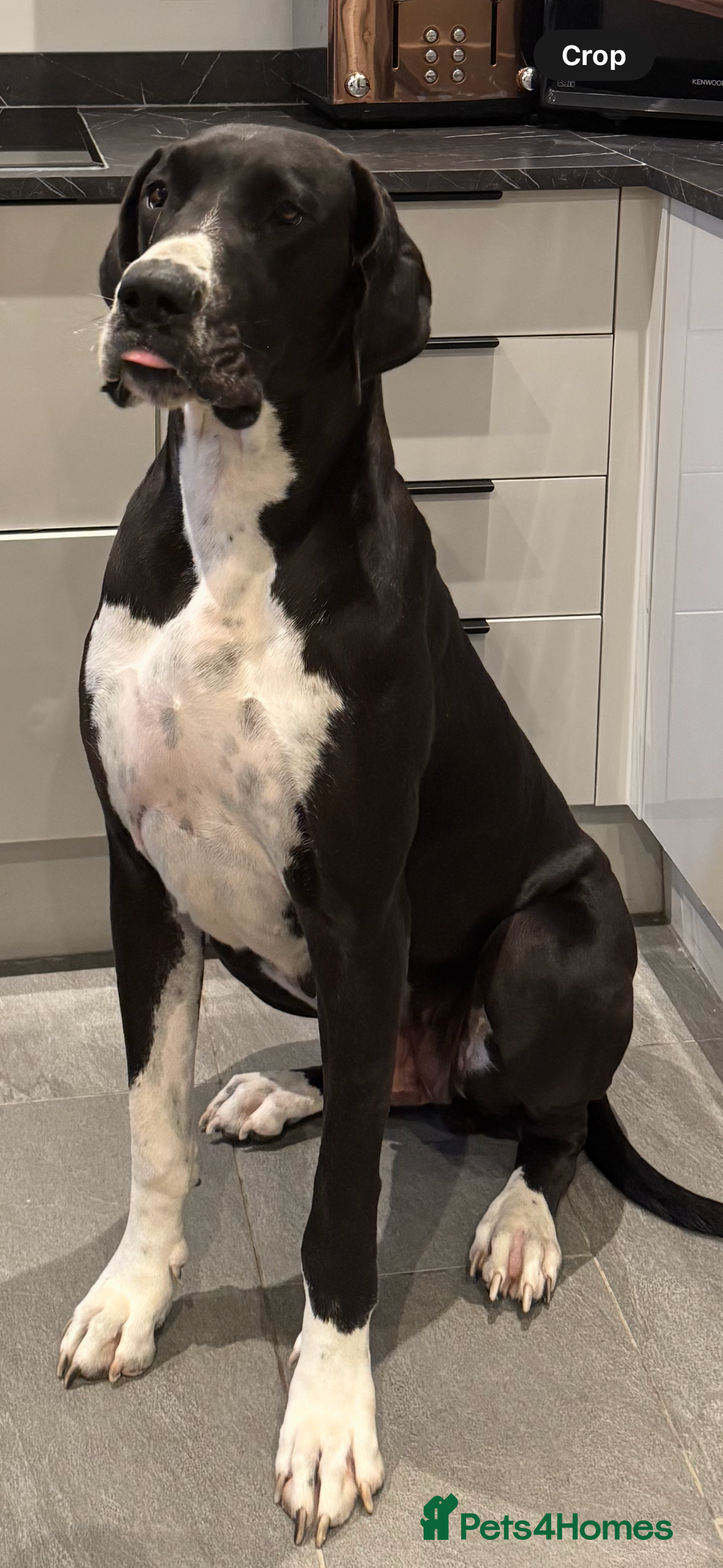 Great Dane dogs for sale: Beautiful 3 year old bitch needs new home asap - Image 2