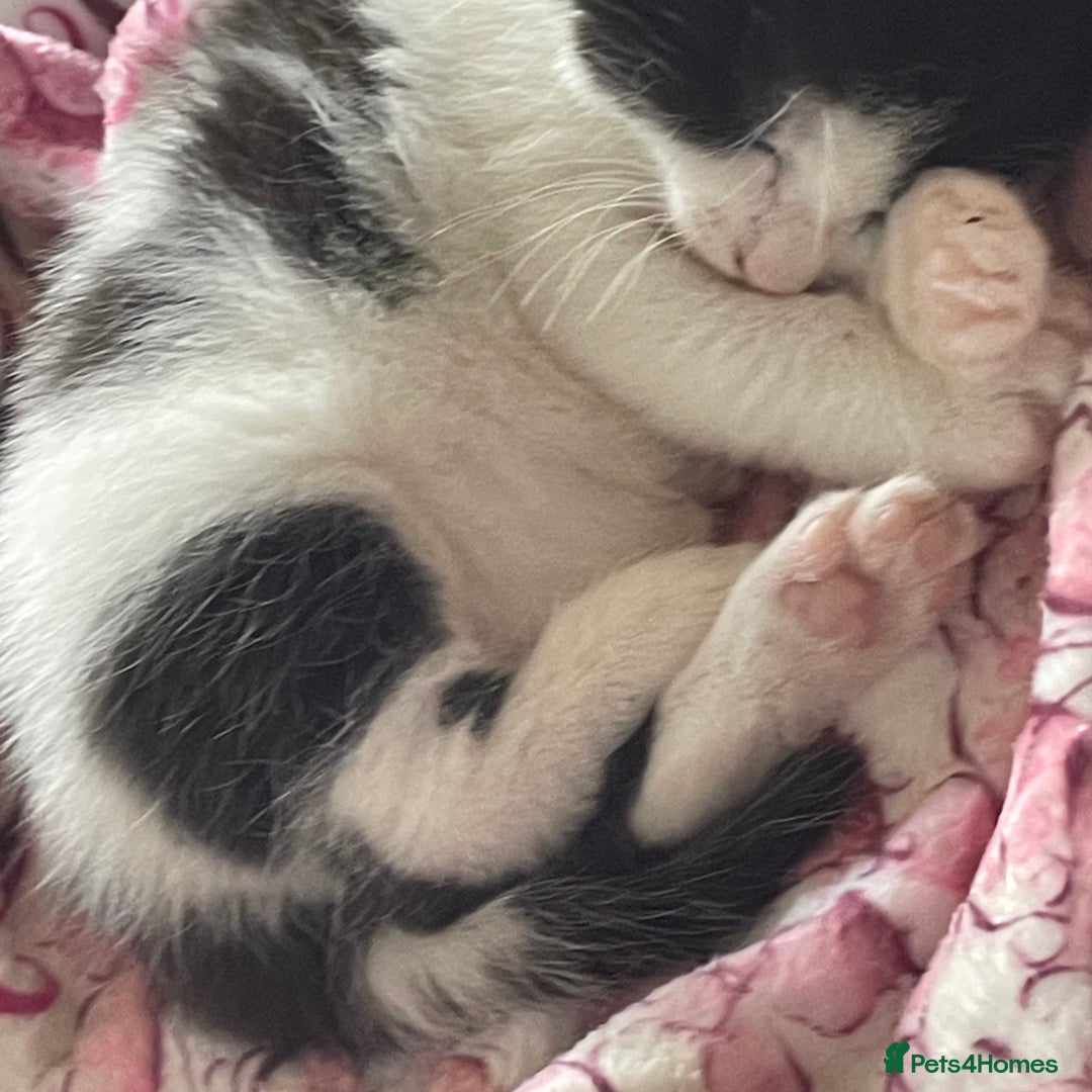 Mixed Breed cats for sale: ⭐️ 🐾🖤 KITTENS, BLACK AND WHITE, BOYS 🐾 ⭐️ - Image 8