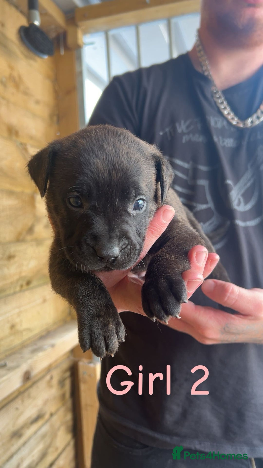 Presa Canario dogs for sale: Presa Canario  - Image 5