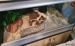 Corn Snake reptiles for sale: corn snakes - Image 11