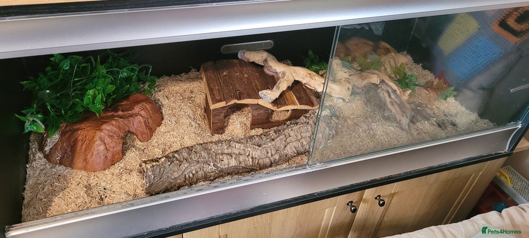 Corn Snake reptiles for sale: corn snakes - Image 11