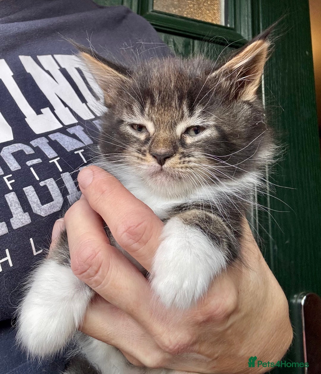 Mixed Breed cats for sale: 3/4 Maine Coon 1/4 ragdoll kittens ready - Advert 10