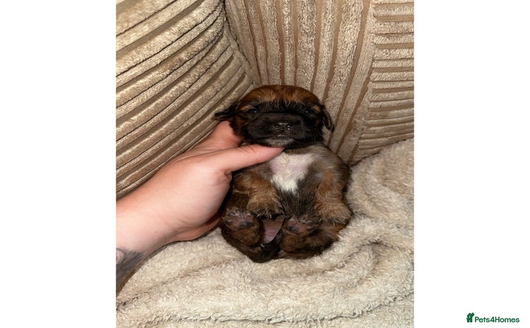 Mixed Breed dogs - Advert 11