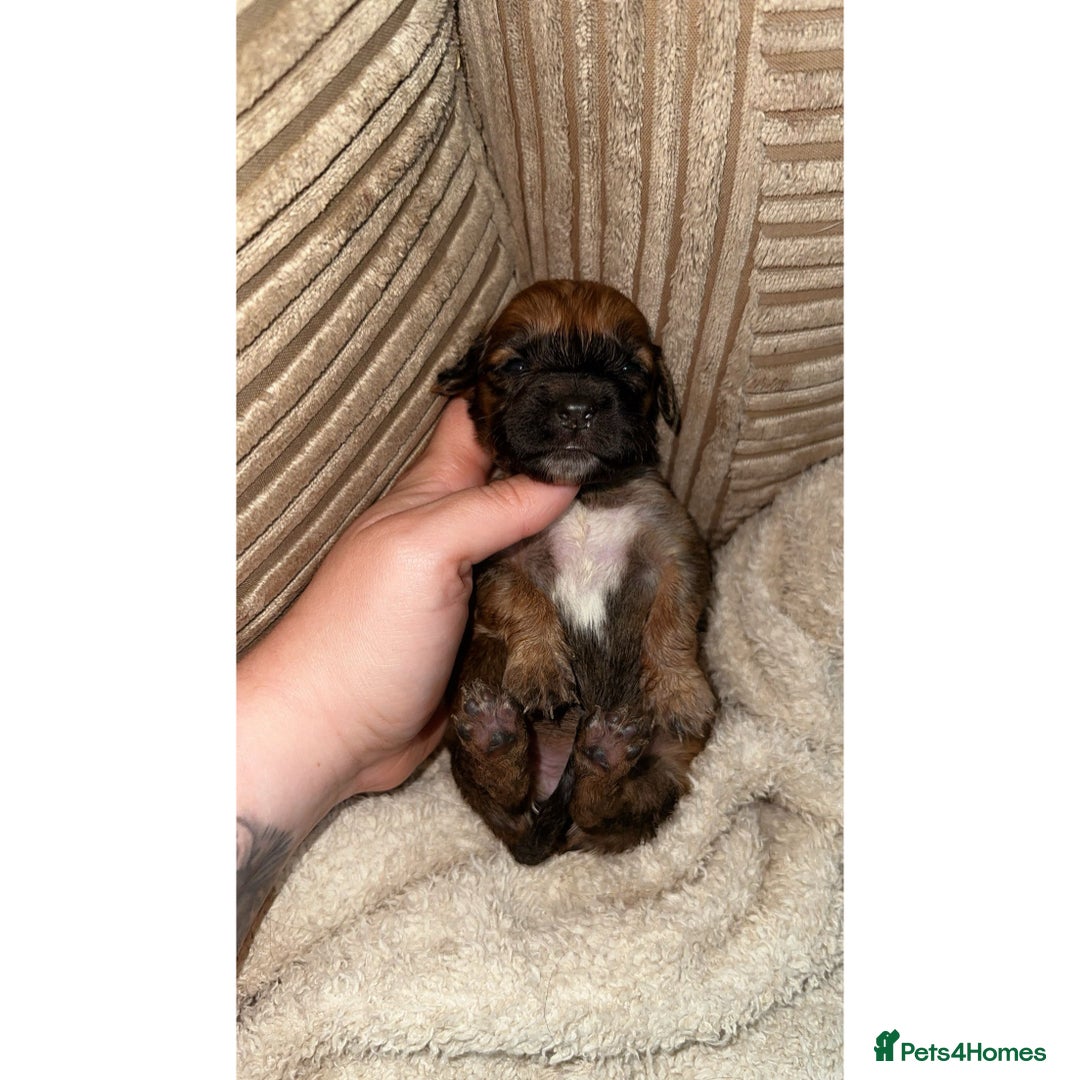 Mixed Breed dogs for sale: 🐾 3 Beautiful Show Cocker Spaniel Mix Puppies 🐾 - Image 1