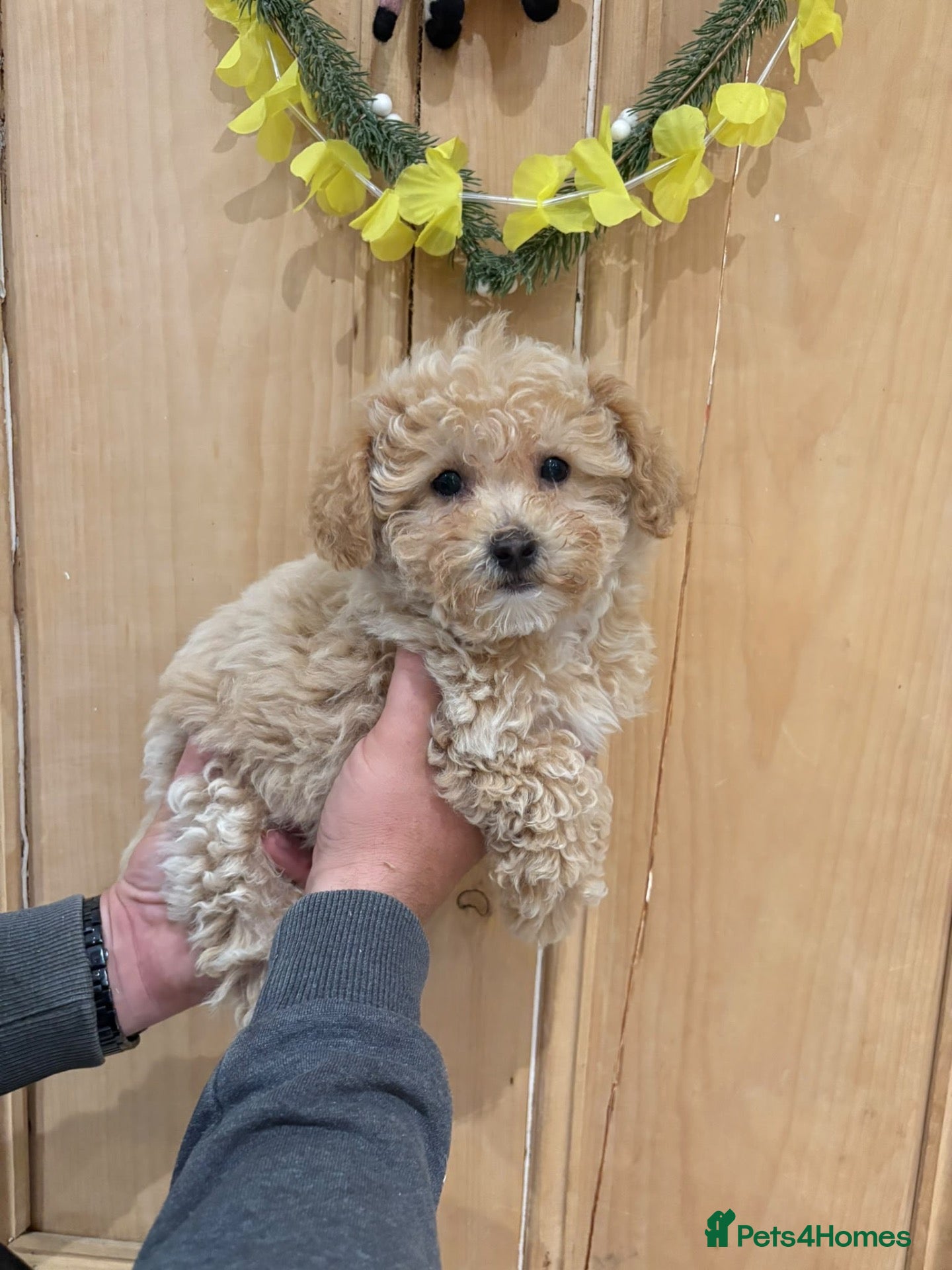 Poochon dogs Beautiful Poochon Pups  - Advert 1