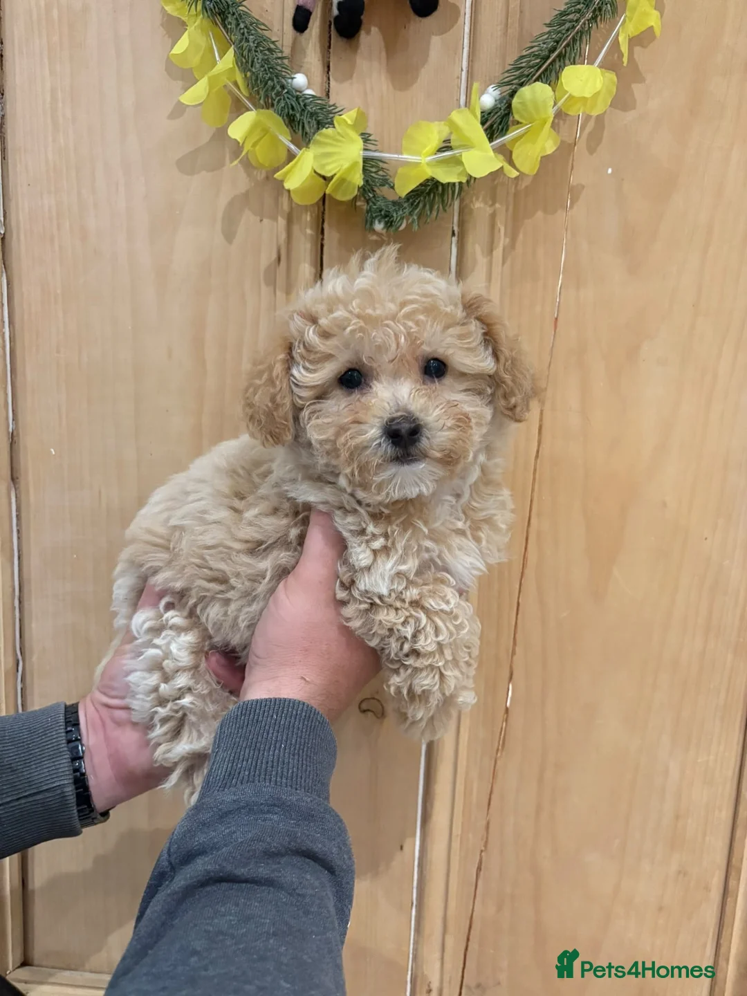 Poochon dogs for sale: Beautiful Poochon Pups  - Advert 1