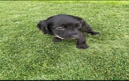 Cocker Spaniel dogs for sale: Cocker puppies for sale - Image 7