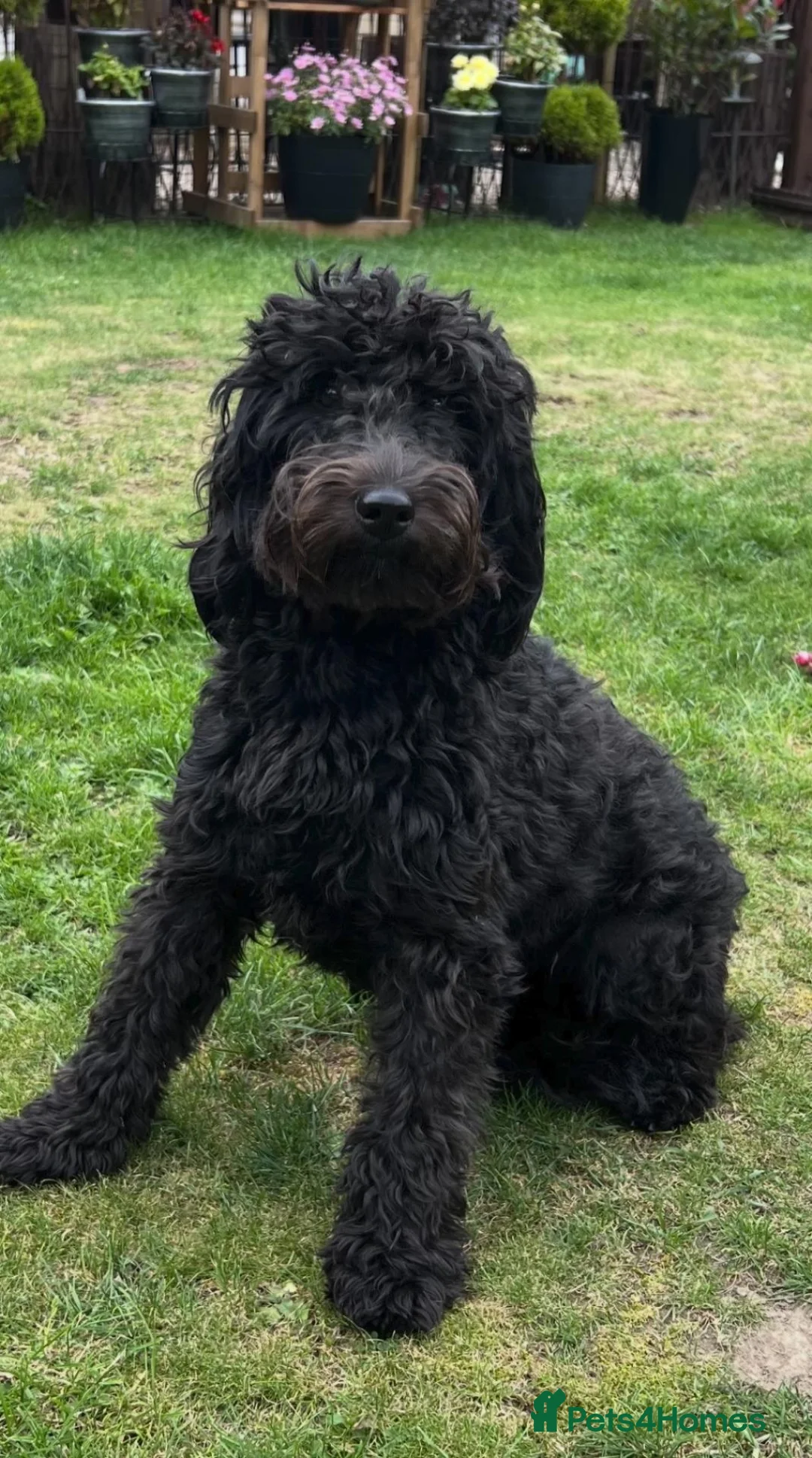 Labradoodle dogs for sale: READY NOW! Mini Labradoodles Health tested parents in Leicester - Advert 29