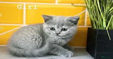 Scottish Fold cats - Advert 6