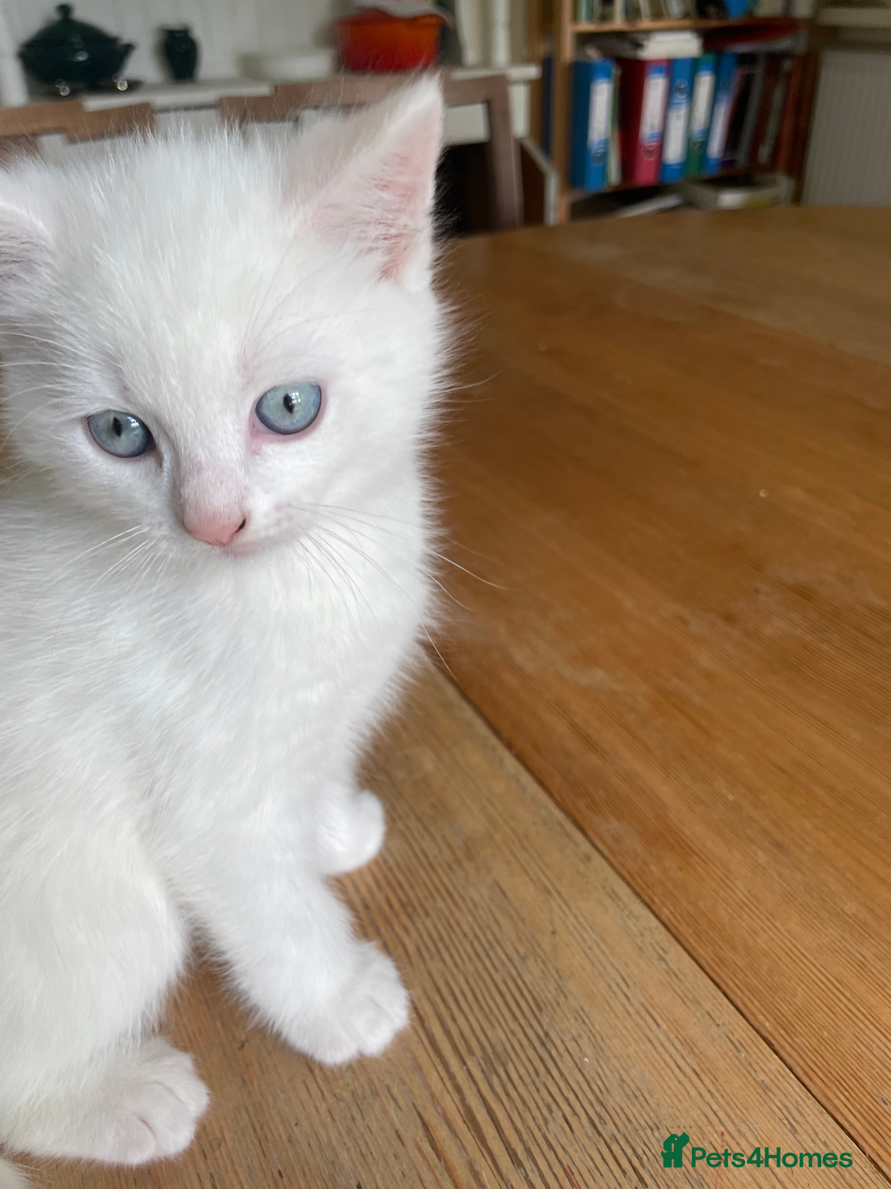 Mixed Breed cats White mixed breed kitten - Advert 17