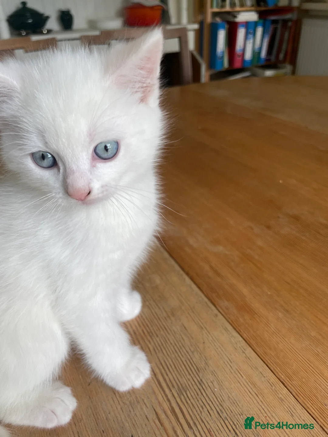 Mixed Breed cats for sale: White mixed breed kitten - Advert 1