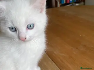 Mixed Breed cats White mixed breed kitten - Advert 17
