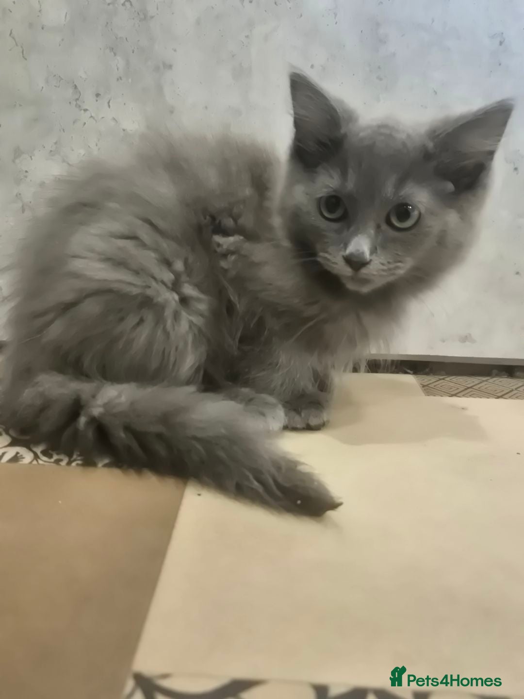 Ragdoll cats for sale: 4 ragdolls ready to leave now  - Image 28