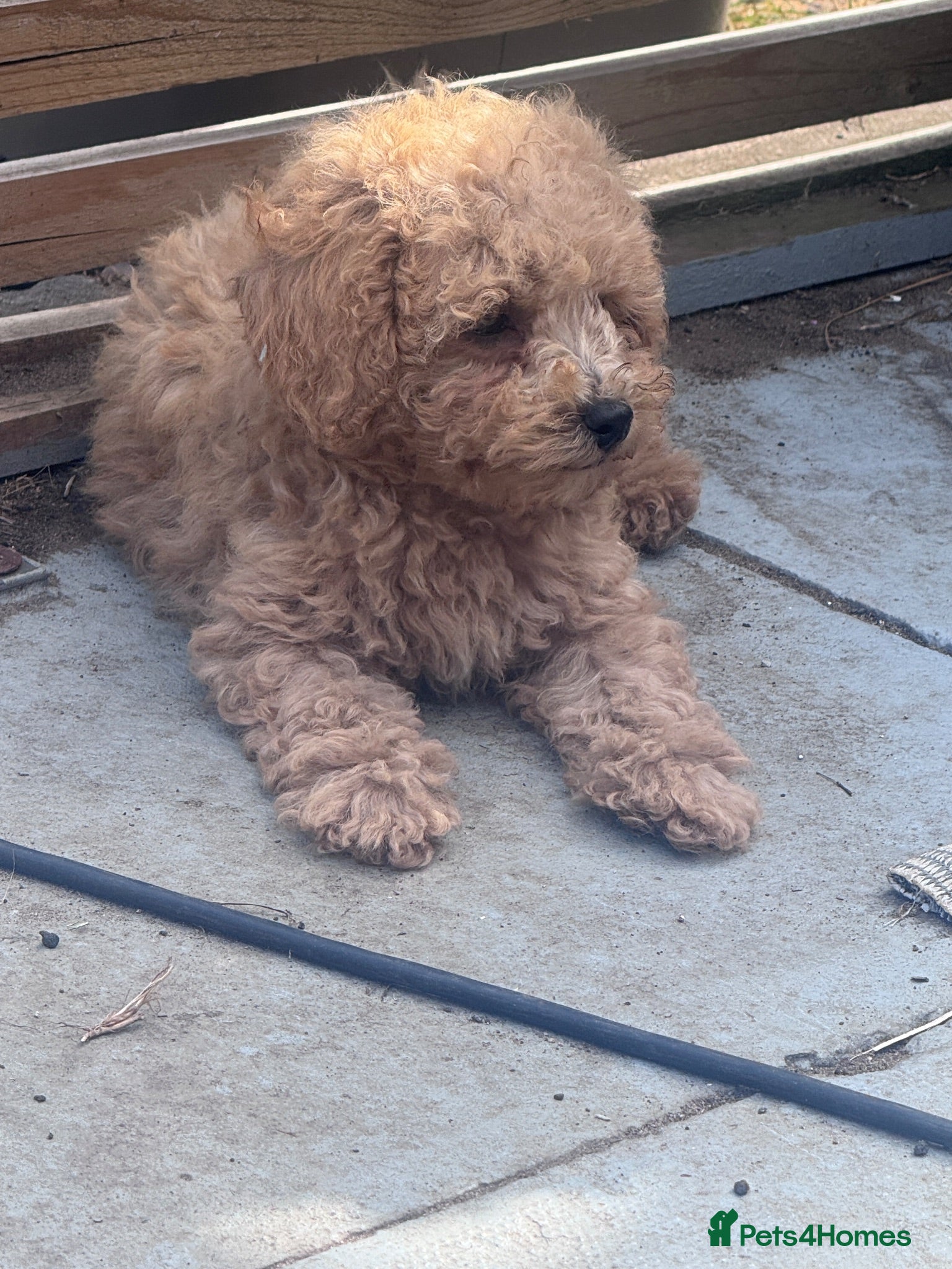 Toy Poodle dogs  READY TO GO! Beautiful Toy Poodle Puppies ❤️🐾🐩 - Advert 4