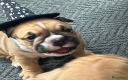English Bulldog dogs for sale: Traditional English Bulldog Puppies  - Image 9