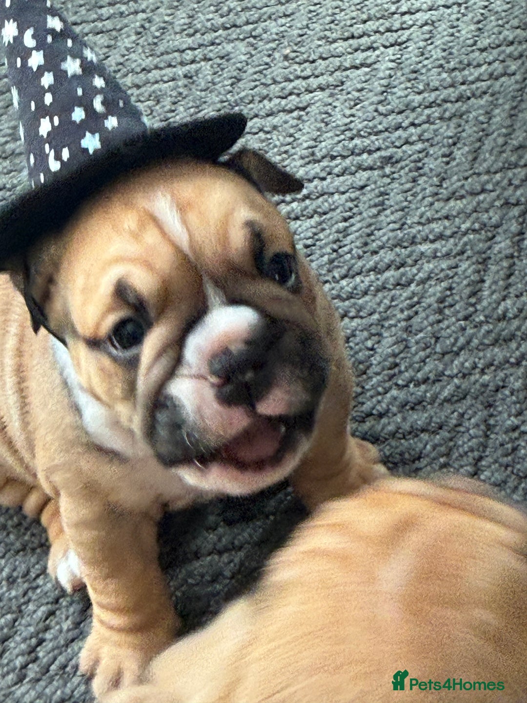 English Bulldog dogs for sale: Traditional English Bulldog Puppies  - Image 9