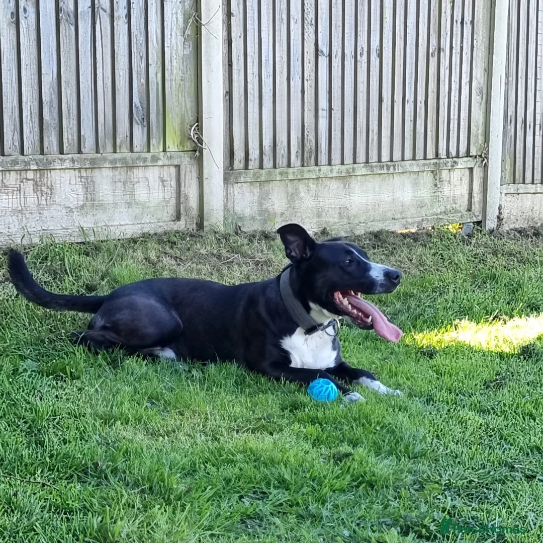 Mixed Breed dogs for sale: Collie/Malinois Type, Active & Trainable - Advert 2