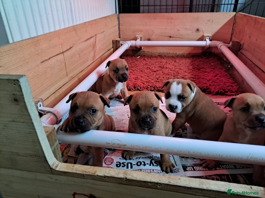 Staffordshire Bull Terrier dogs for stud: Staffordshire Bull Terrier Stud in Wolverhampton - Advert 5