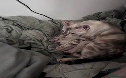 Siamese cats for sale: 🧬F1 BENAMESE KITTENS🧬 1 MALE LEFT - Image 13