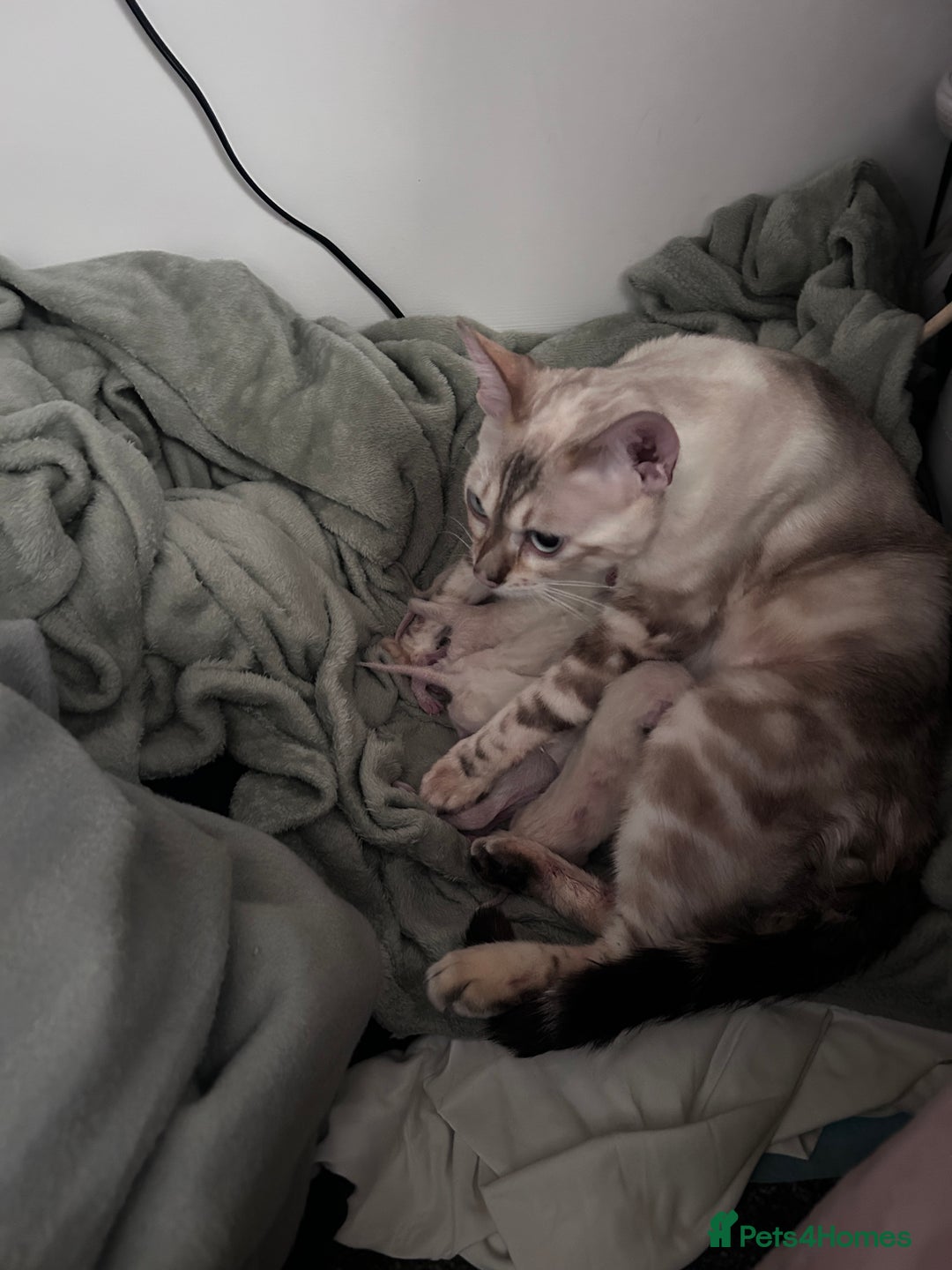 Siamese cats for sale: 🧬F1 BENAMESE KITTENS🧬 1 MALE LEFT - Image 13