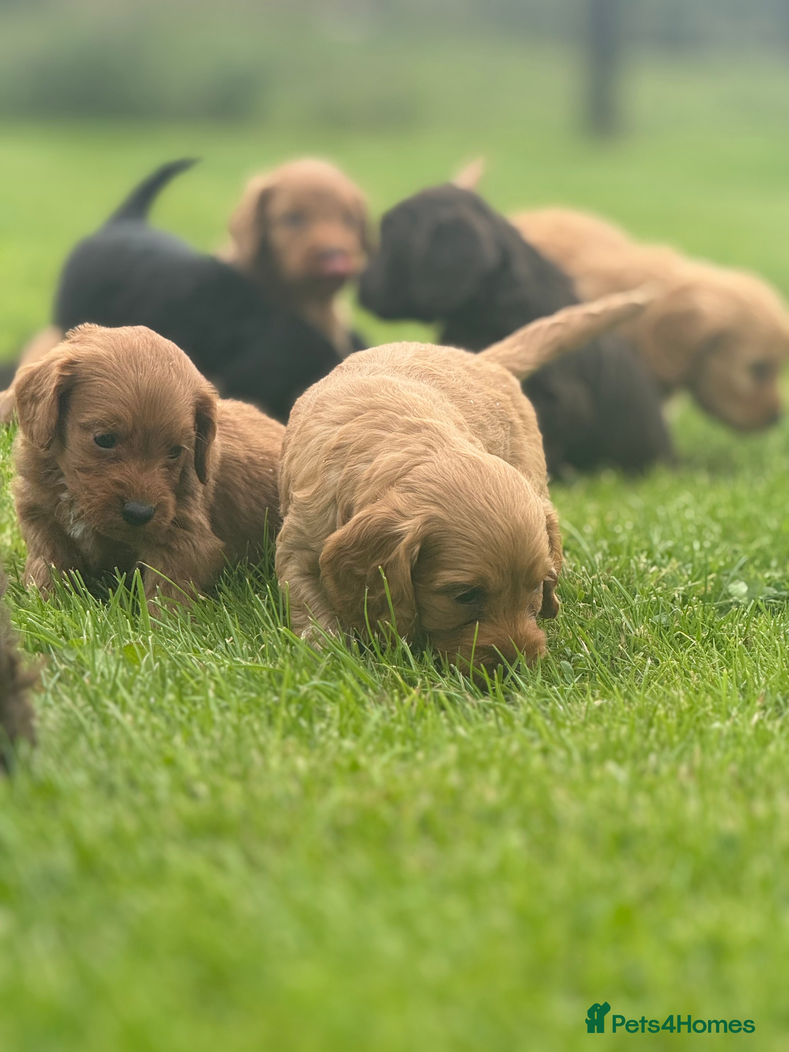 Cockapoo dogs Cockapoo Puppies - Advert 3