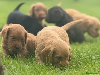 Cockapoo dogs Cockapoo Puppies - Advert 1