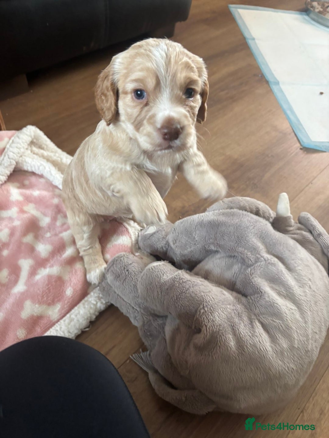 Cocker Spaniel dogs for sale: Working KC cocker spaniels  - Image 7