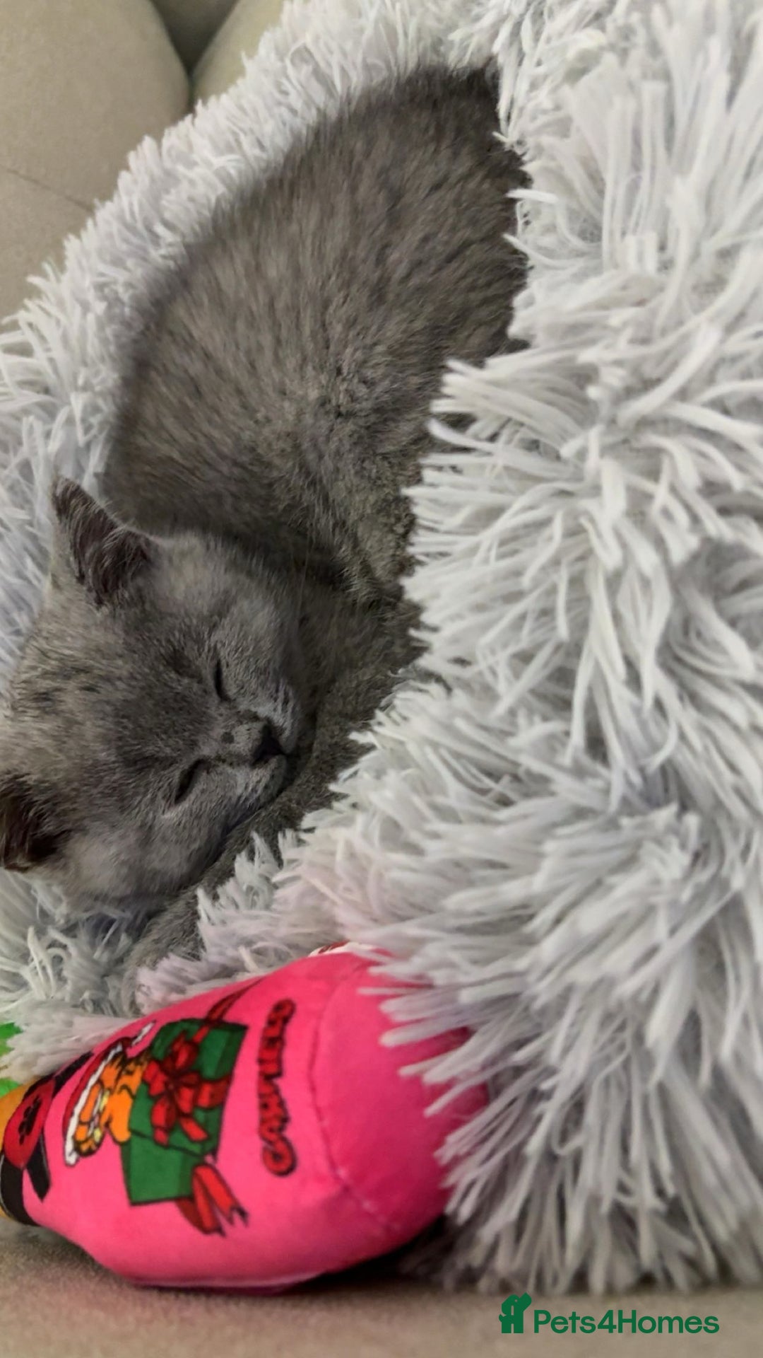 British Shorthair cats for sale: Male kittenBritish shorthair   - Advert 6