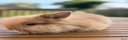 Mini Lion Lop rabbits for sale: 4 baby mini lion lop bunnies - Advert 11