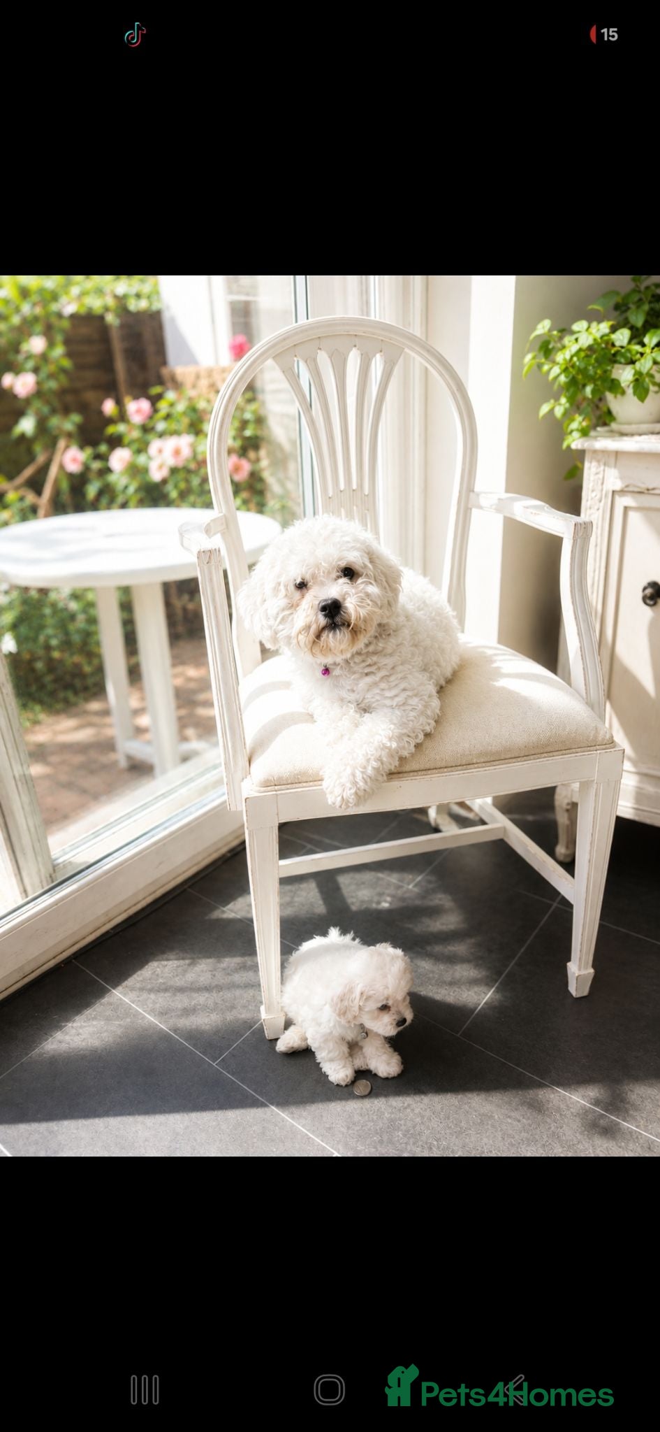 Bichon Frise dogs Adorable Bichon Puppies Looking for Homes! 🐾 - Advert 1