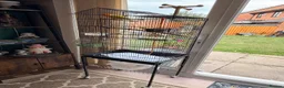 Lovebirds birds for sale: Beautiful Bonded Tame Pair of Lovebirds 1 year old - Advert 16
