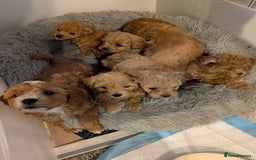 Cavachon dogs for sale: Cavapoochon puppies - Image 1