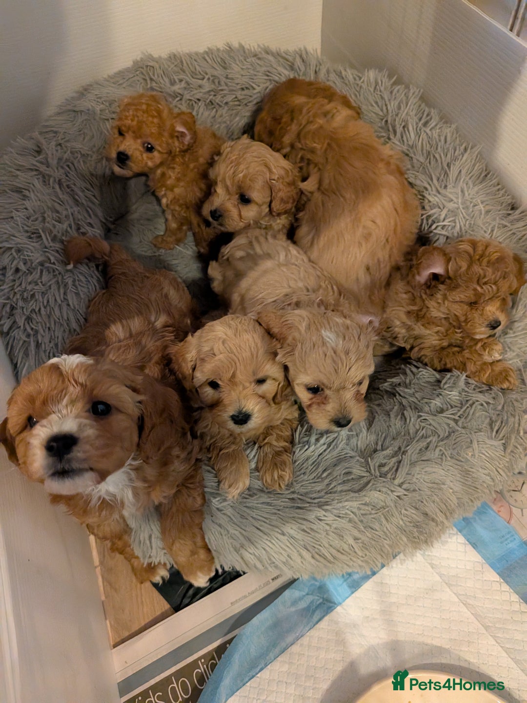 Cavachon dogs for sale: Cavapoochon puppies - Image 1