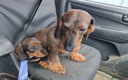 Dachshund dogs for sale: Working teckel puppies (parents European imports) - Image 11