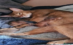Abyssinian cats for sale: 5 abysinnian pedigree tica registered  - Image 20