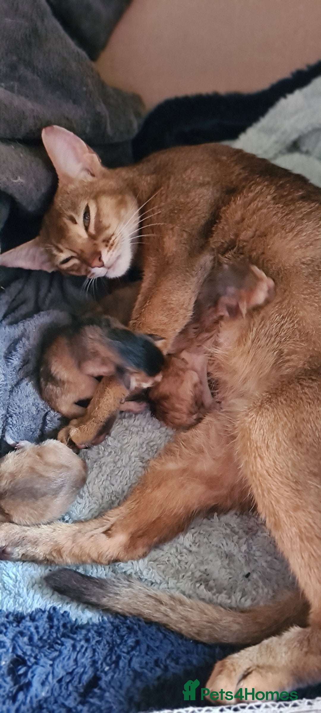 Abyssinian cats for sale: 5 abysinnian pedigree tica registered  - Image 20