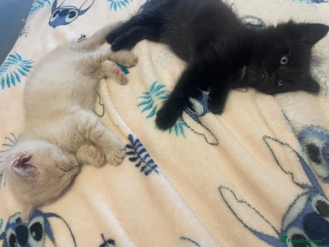 Mixed Breed cats for sale: Adorable half Siberian kittens  - Advert 13