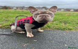 French Bulldog dogs for sale: ** male French bulldog - Image 2