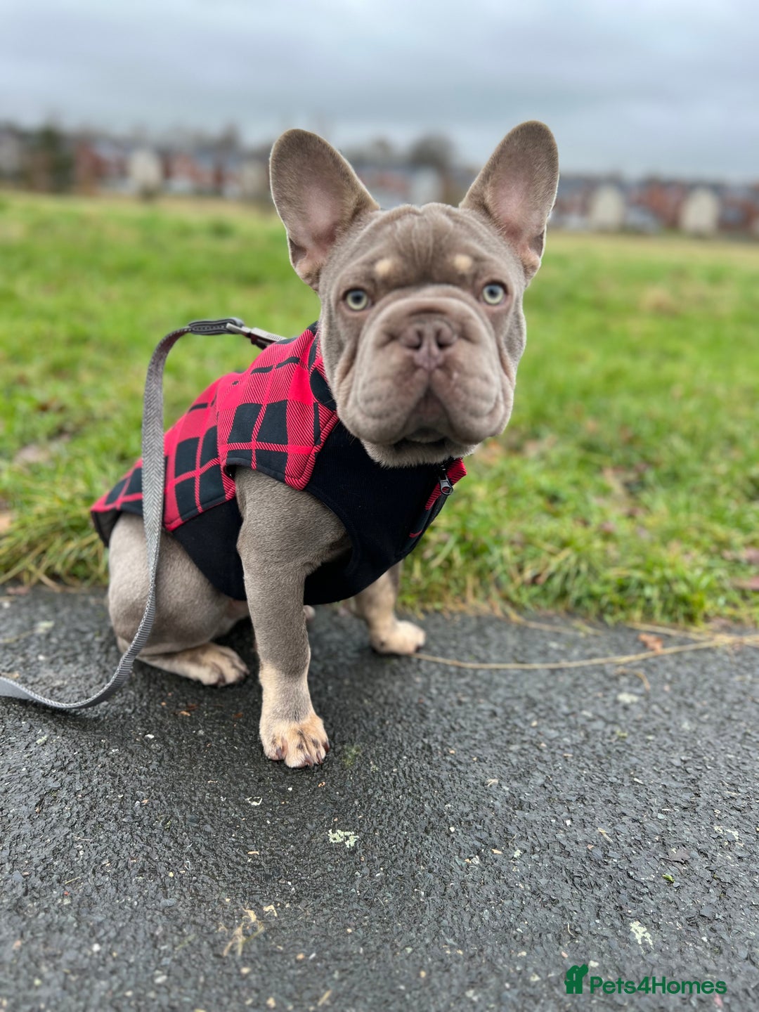French Bulldog dogs for sale: ** male French bulldog - Image 2