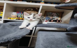 Mixed Breed cats for sale: Cute Bengal mix Kittens looking for loving homes🐱 - Image 29