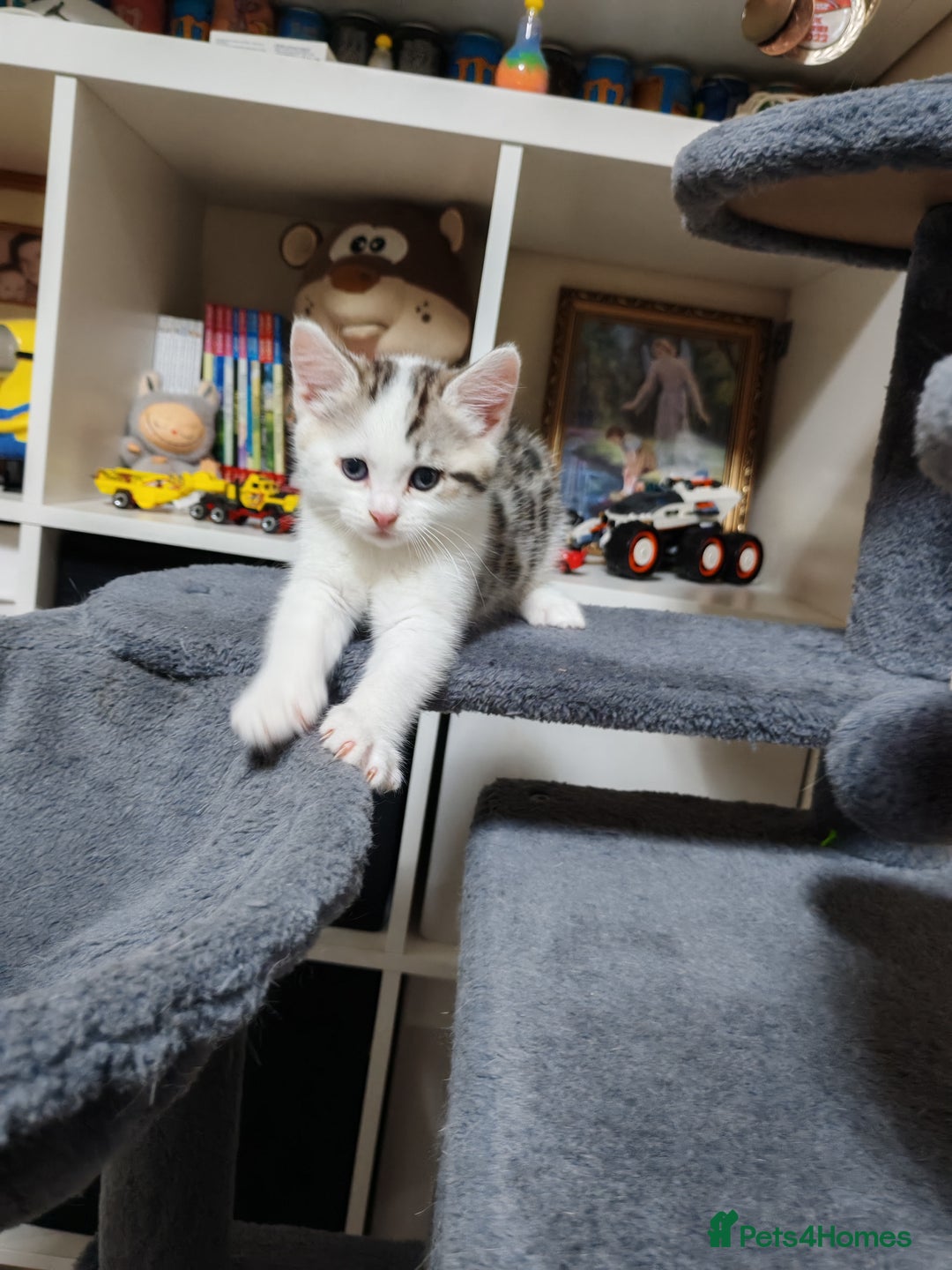 Mixed Breed cats for sale: Cute Bengal mix Kittens looking for loving homes🐱 - Image 29