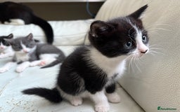Mixed Breed cats for sale: Kittens for sale - Image 18