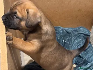 Mixed Breed dogs Mixed breed dog - Advert 1