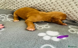 Cocker Spaniel dogs for sale: Red Cocker Spaniel Puppies - Image 27